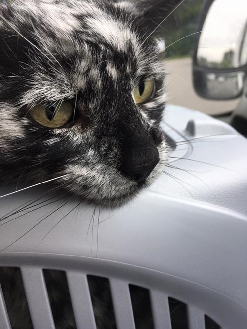 สแครปปี้