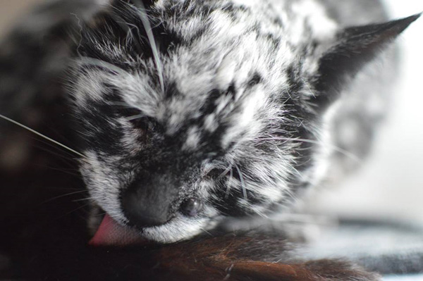 สแครปปี้