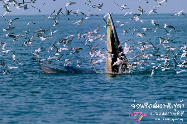 วาฬบรูด้า
