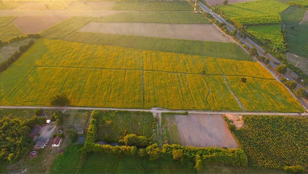 ทุ่งปอเทือง พนมสารคาม