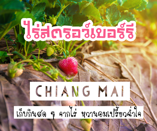 ไร่สตรอว์เบอร์รี เชียงใหม่