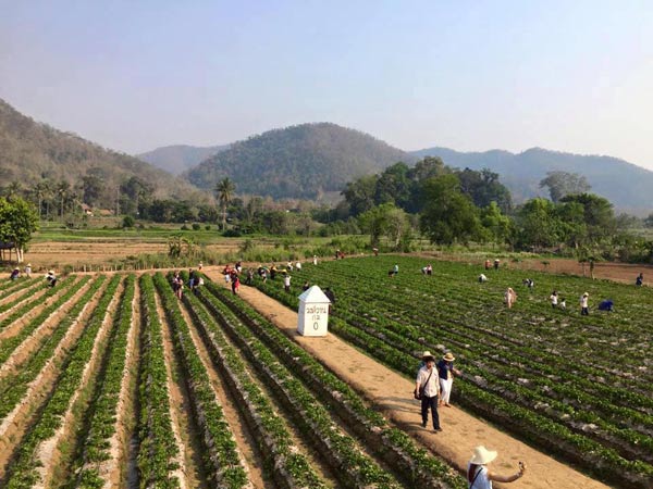 ไร่สตรอว์เบอร์รี เชียงใหม่