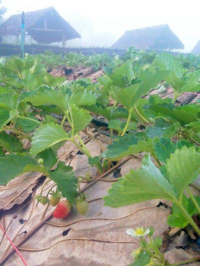 ไร่สตรอว์เบอร์รี เชียงใหม่