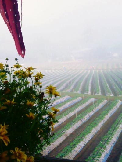 ไร่สตรอว์เบอร์รี เชียงใหม่