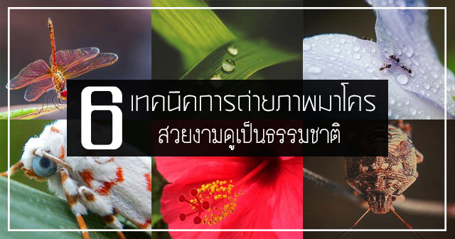 เทคนิคการถ่ายภาพมาโคร