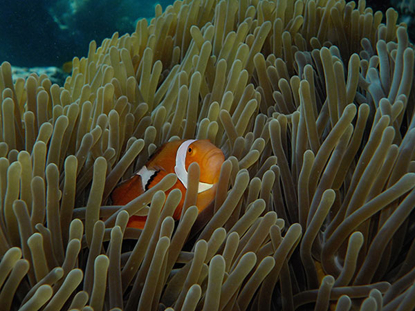 กล้องกันน้ำ