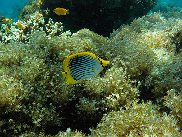 กล้องกันน้ำ