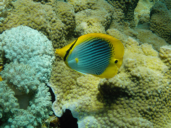 กล้องกันน้ำ