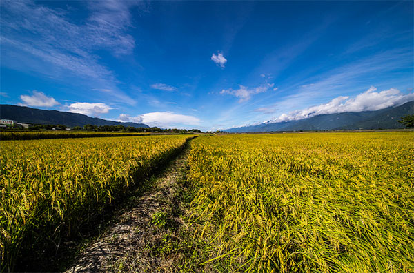 เลนส์ Venus