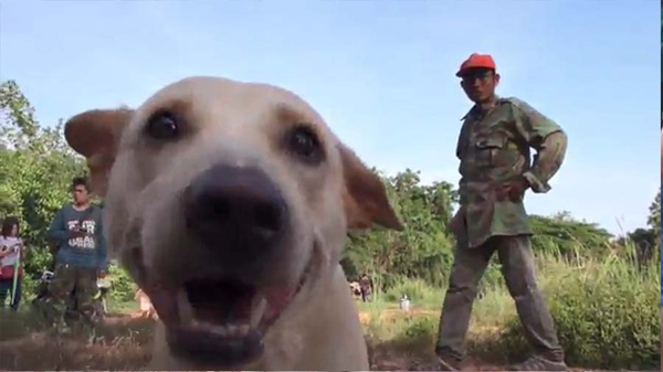 หมาแสนรู้วิ่งตามคน หวังเข้าช่วยเจ้าของที่หน้ามืดจมน้ำ