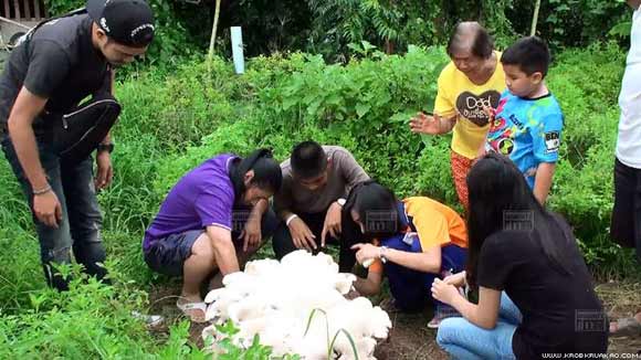 เห็ดยักษ์ประหลาดคล้ายดอกไม้ พิษณุโลก