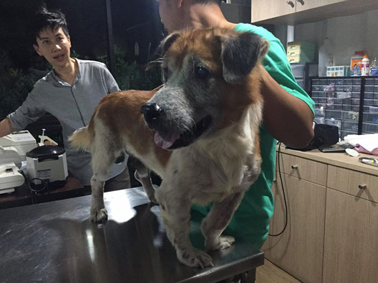 คนรักสัตว์แห่ช่วย เจ้าปาร์แมน สุนัขถูกขังในกรงโบกปูนนานกว่า 5 ปี