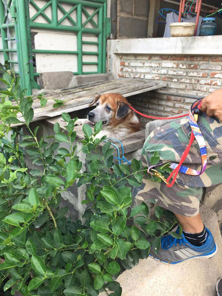 คนรักสัตว์แห่ช่วย เจ้าปาร์แมน สุนัขถูกขังในกรงโบกปูนนานกว่า 5 ปี