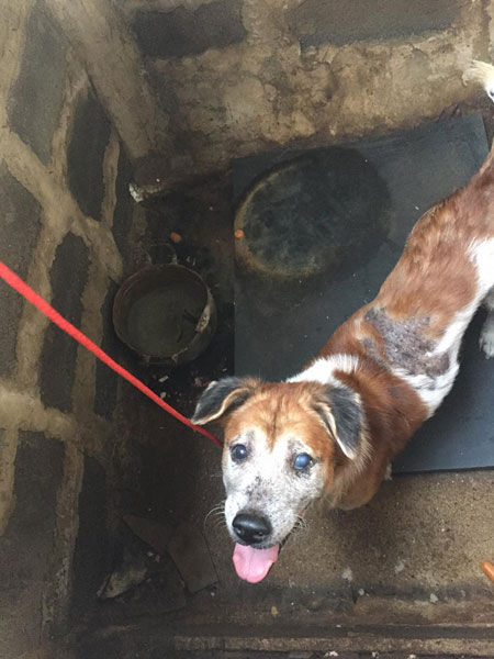 คนรักสัตว์แห่ช่วย เจ้าปาร์แมน สุนัขถูกขังในกรงโบกปูนนานกว่า 5 ปี