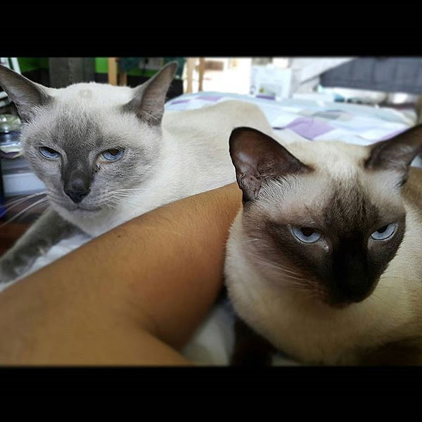 แอนดริว เกร็กสัน