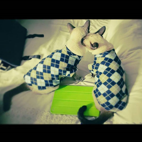 แอนดริว เกร็กสัน