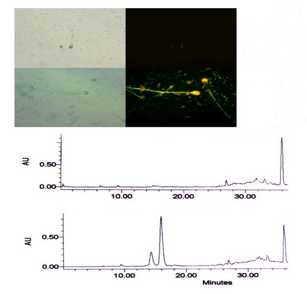 ค้นพบแพลตฟอร์มรา เพื่อผลิตยาชีวภาพต้านมะเร็ง