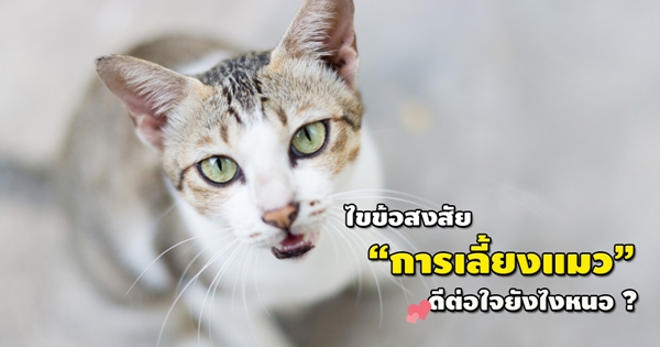 ข้อดีของการเลี้ยงแมว