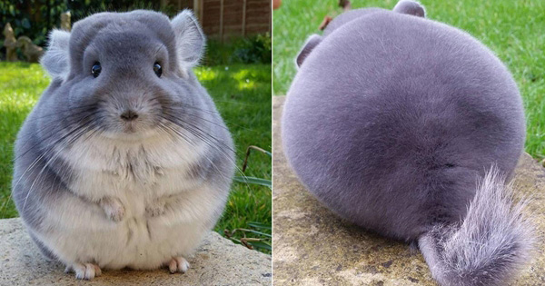 ชินชิล่า Chinchilla