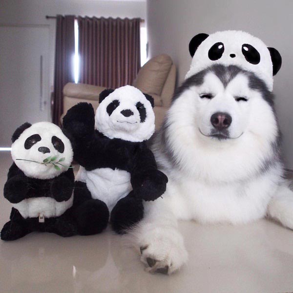 maruhusky