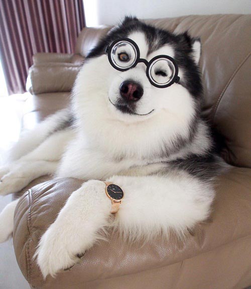 maruhusky