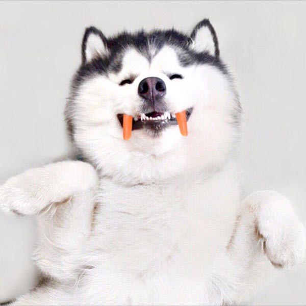 maruhusky