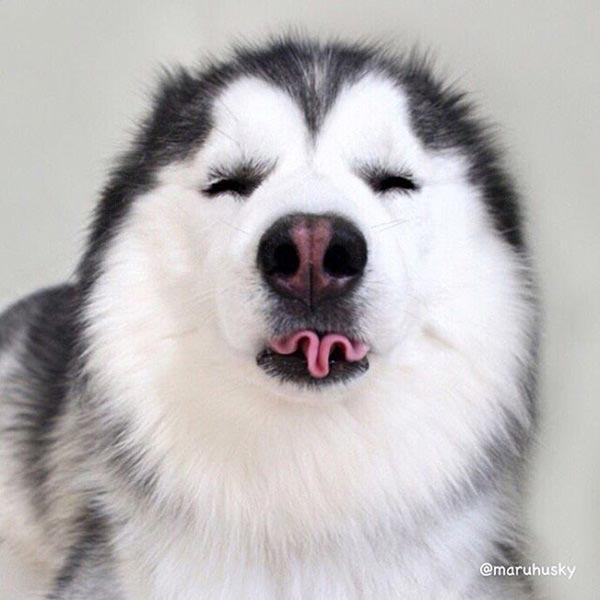 maruhusky