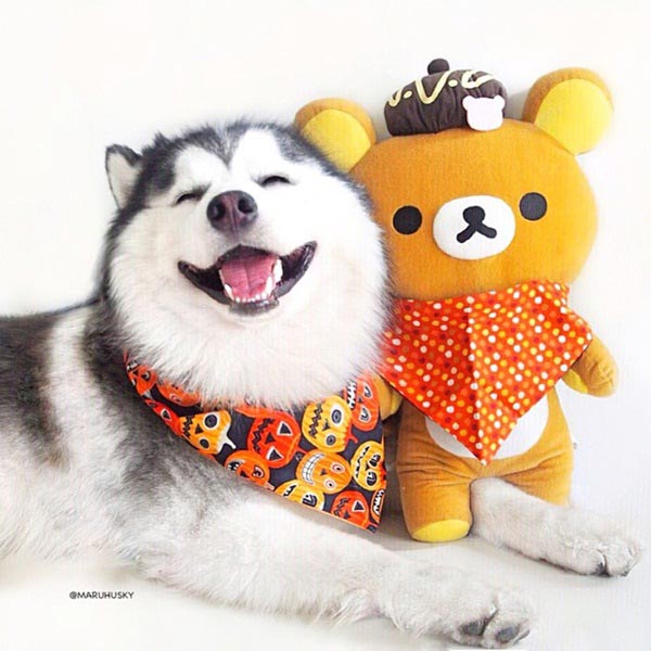 maruhusky