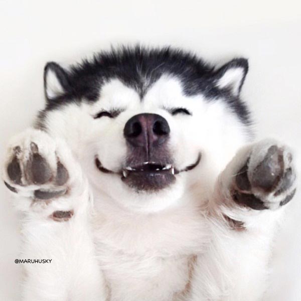 maruhusky
