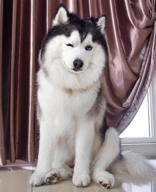 maruhusky