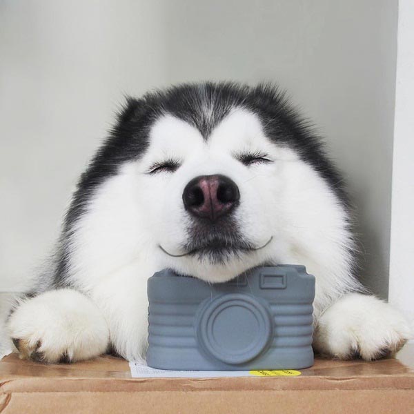 maruhusky
