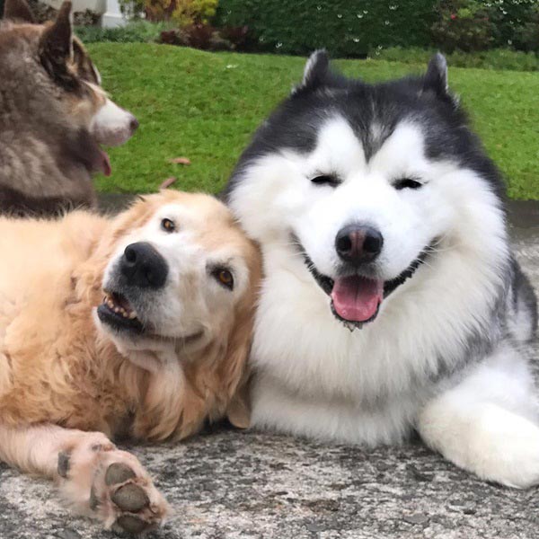 maruhusky