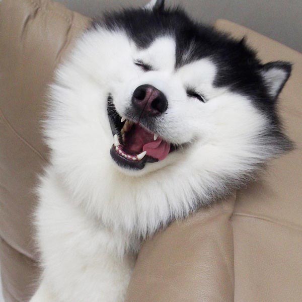 maruhusky