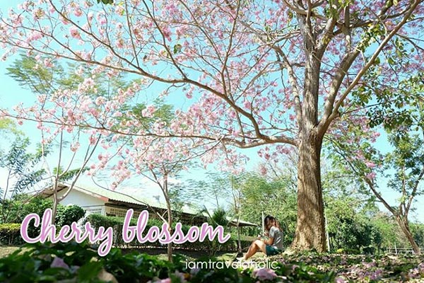 ชมพูพันธุ์ทิพย์ กำแพงแสน
