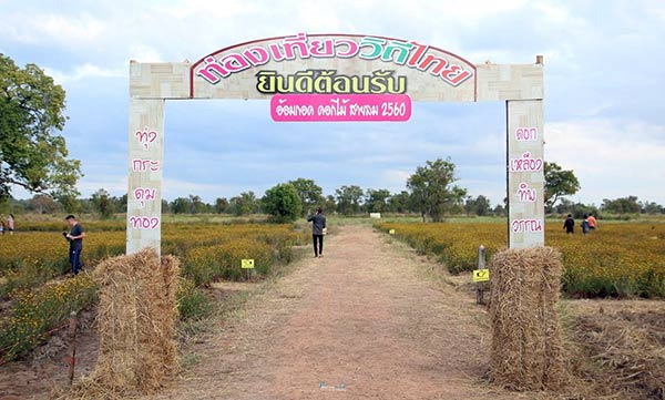 ทุ่งกระดุมทอง