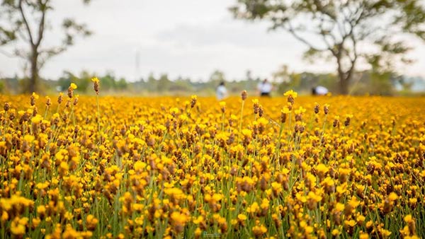 ทุ่งกระดุมทอง