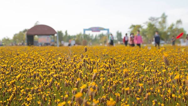 ทุ่งกระดุมทอง