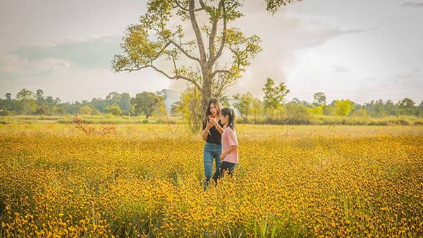 ทุ่งกระดุมทอง