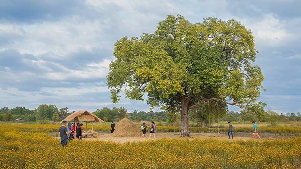 ทุ่งกระดุมทอง