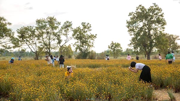 ทุ่งกระดุมทอง