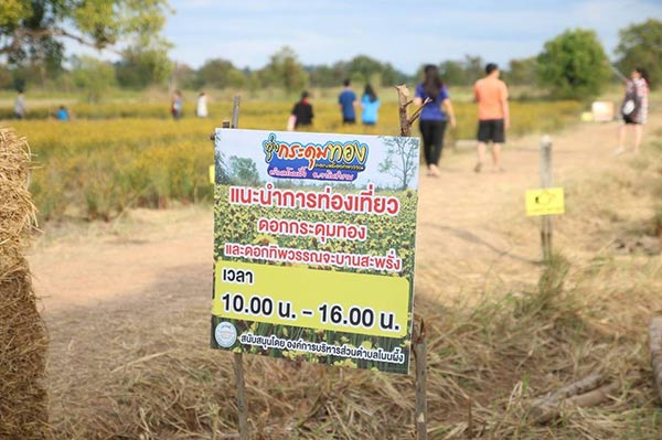 ทุ่งกระดุมทอง