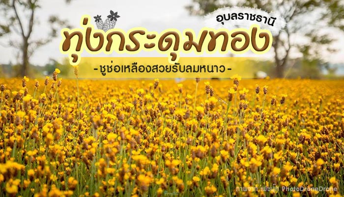 ทุ่งกระดุมทอง