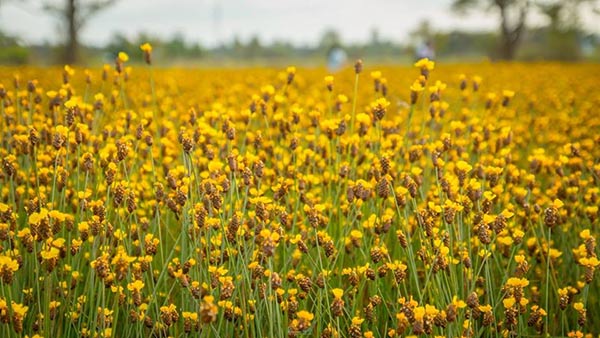 ทุ่งกระดุมทอง