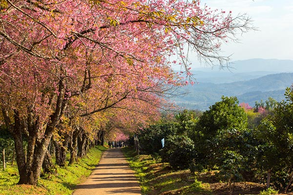 ที่เที่ยวเดือนมกราคม