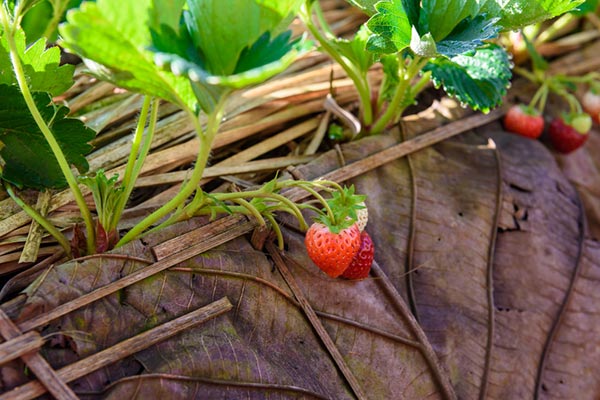 ที่เที่ยวเดือนมกราคม