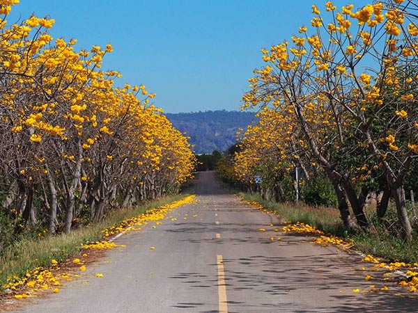 ดอกสุพรรณิการ์ เนินมะปราง