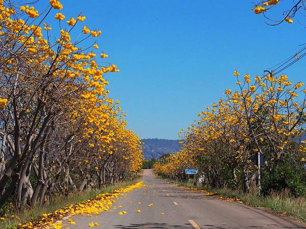 ดอกสุพรรณิการ์ เนินมะปราง