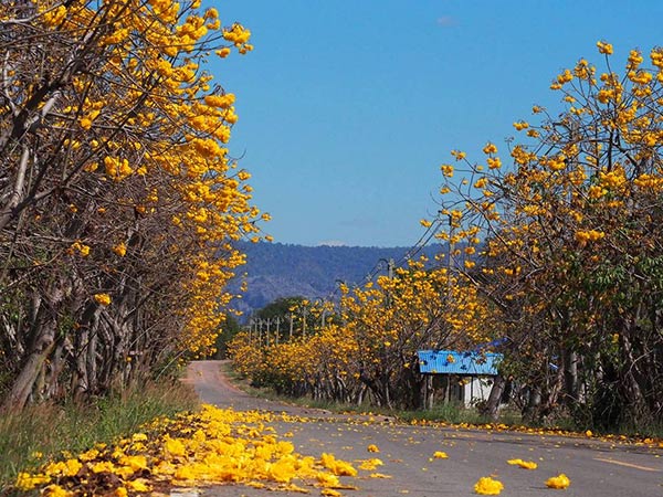 ดอกสุพรรณิการ์ เนินมะปราง