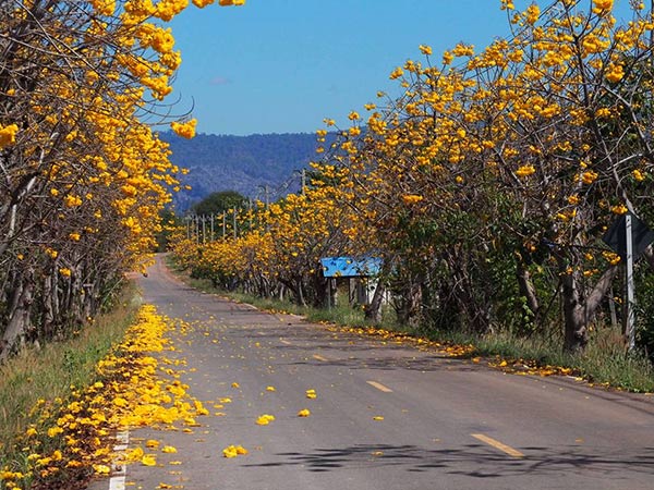 ดอกสุพรรณิการ์ เนินมะปราง