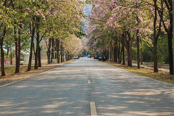 ดอกตะแบก อ่างเก็บน้ำบางพระ